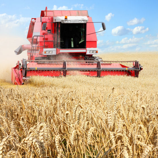 Harvesting Wheat